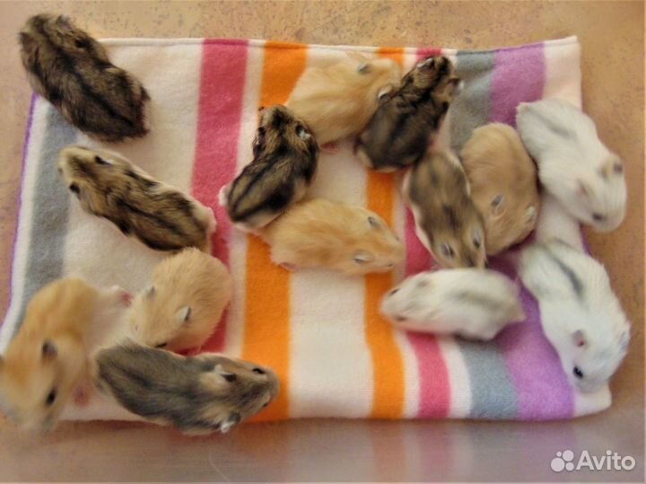 Джунгарские хомяки - разноцветные окрасы. клетки