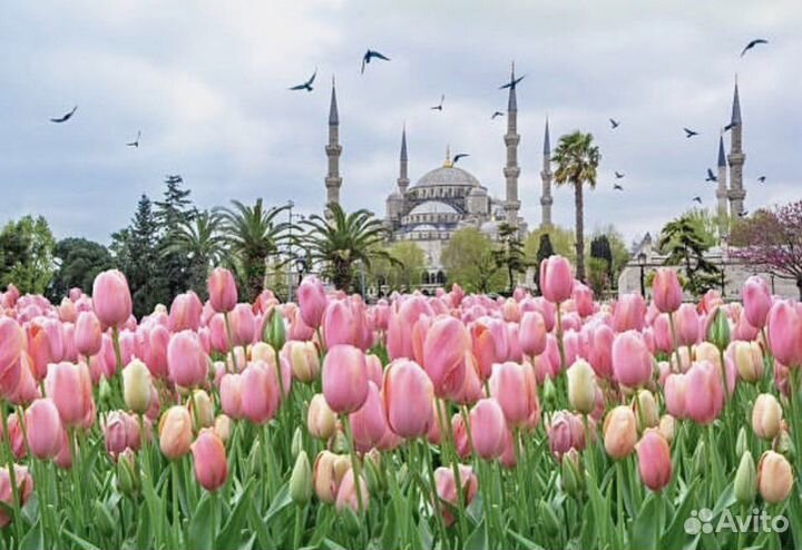 Путешествия