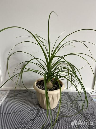 Бокарнея нолина