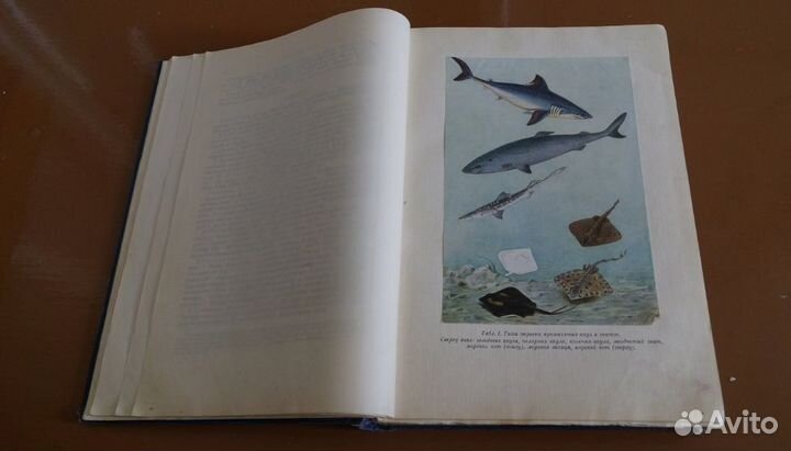 Промысловые рыбы СССР. Описания рыб 1949 год нет В