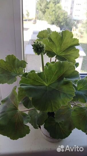 Kvarnlyckans Anna-Jeanette пеларгония