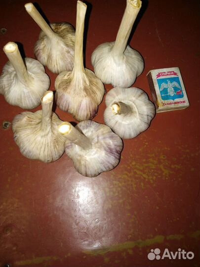 Семена чеснока