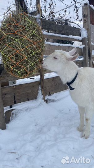 Кормушка для коз, лошадок Рептух