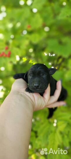 Щенки лабрадора подарок,лучший друг