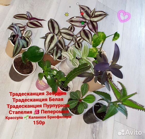 Комнатные растения, цветы, отростки укорененные