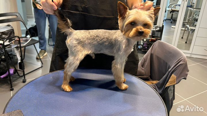 Стрижка собак грумер