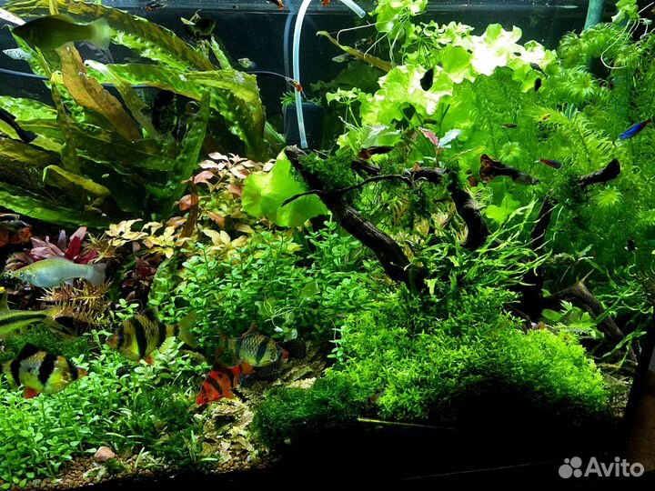 Аквариумные растения