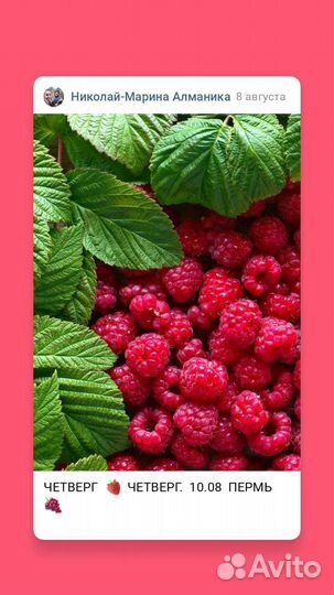 Клубника малина Свежая