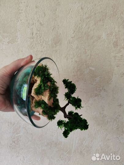 Моссариум Флорариум цветы подарок