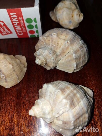 Морские ракушки раковины