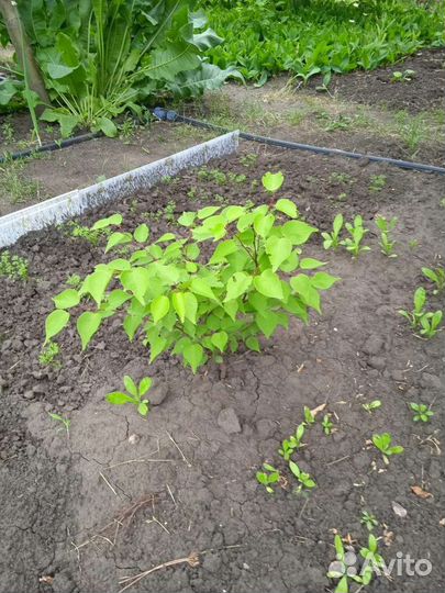 Саженцы абрикоса