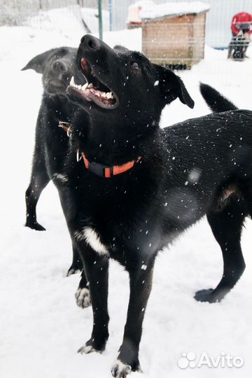 Собака в добрые руки