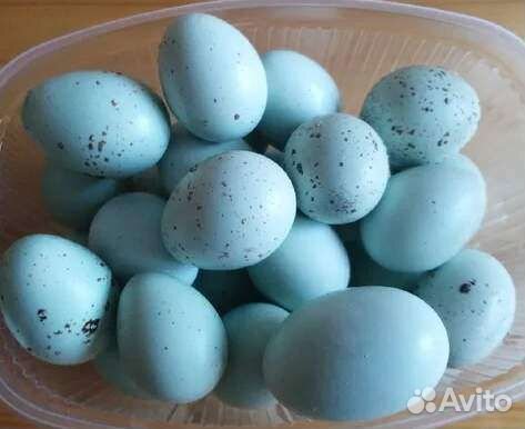 Яйца перепелиные