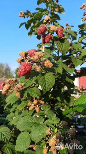 Саженцы красной малины, сорт Гусар