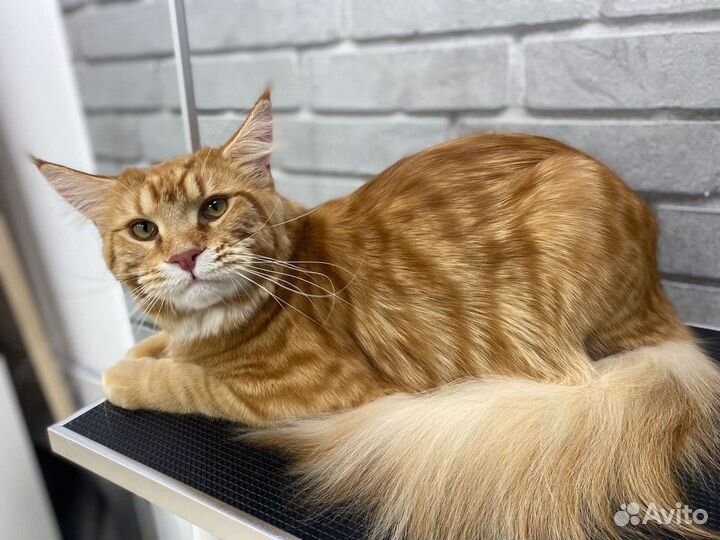 Груминг кошек с выездом / Стрижка кота на дому