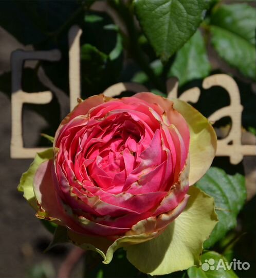 Роза чайная Питахайя