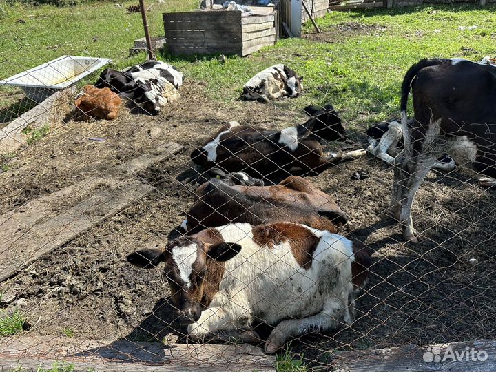 Крс бычки и телочки