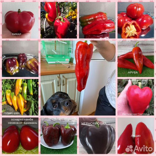 Семена сладкого перца