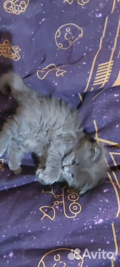 Мейн-кун котенок