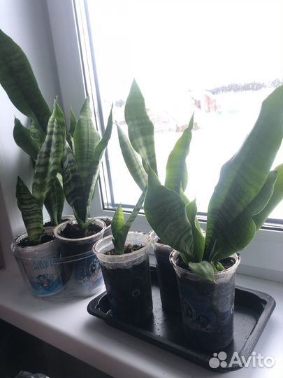 Комнатные растения