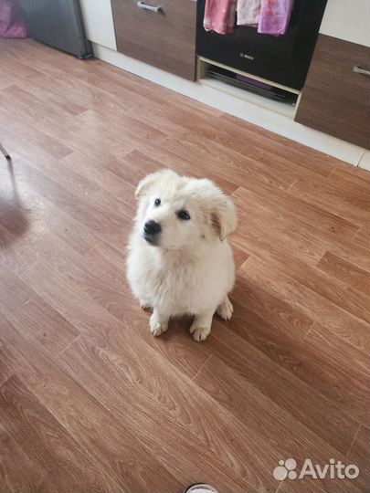 Щенок девочка 3 мес (бесплатно)