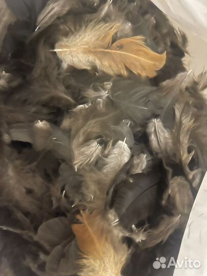 Цветные перья для ловцов снов творчества