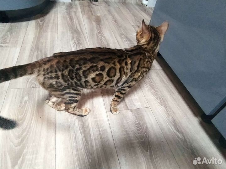 Бенгальская кошка