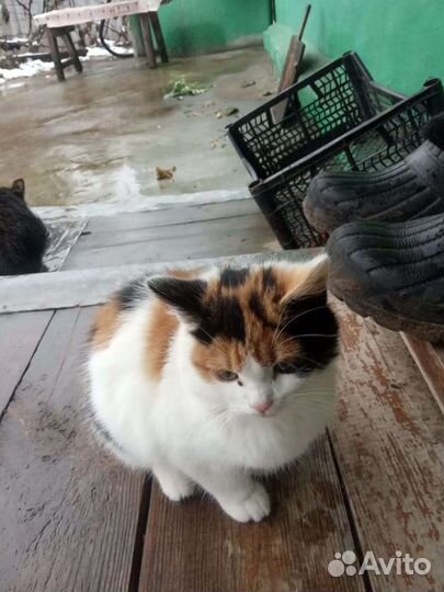 Очень красивого окраса девочка,2.5 мес