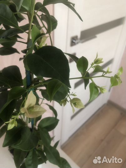 Бугенвиллия