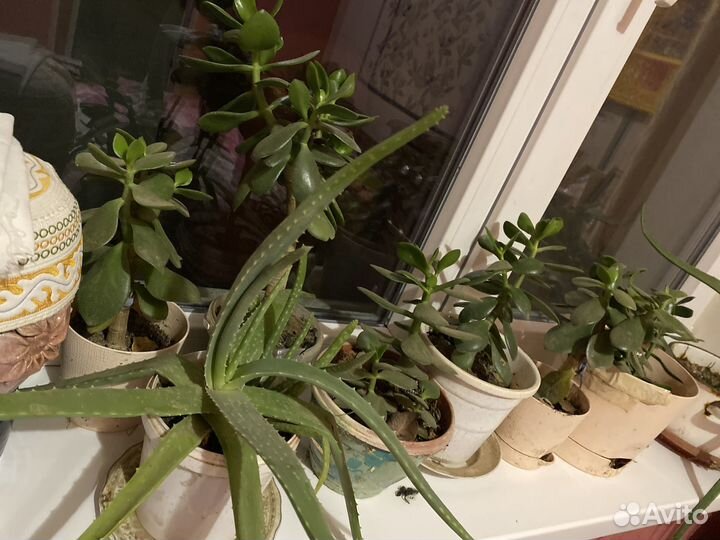 Комнатные цветы