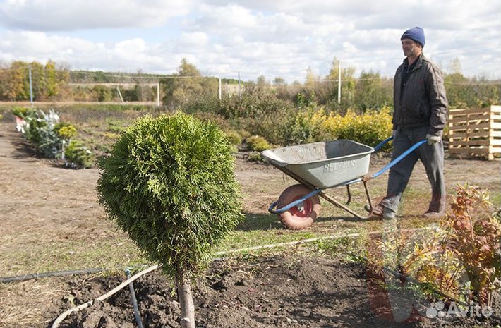 Рабочий в питомник растений 