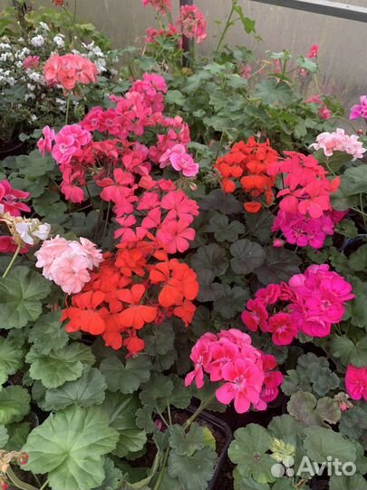 Пеларгония зональная, плющелистная