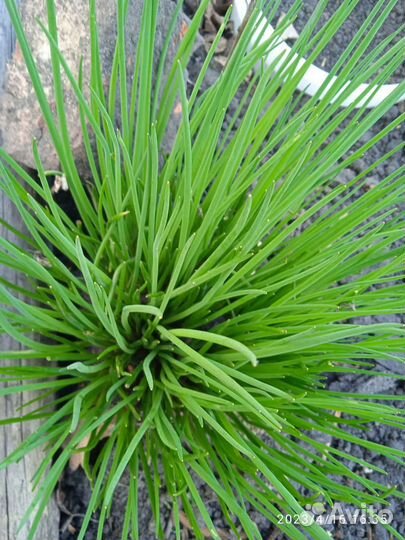 Хризантема шаровидная