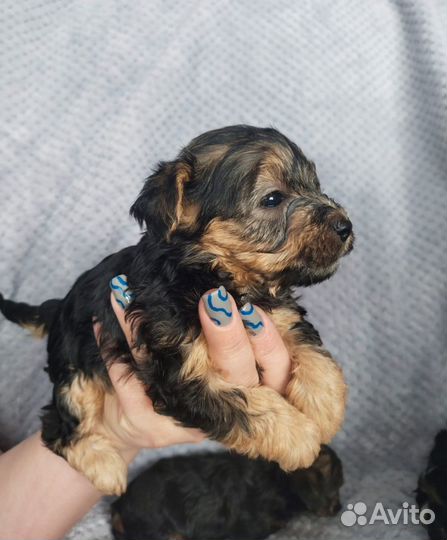 Йоркширский терьер