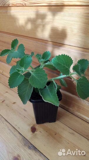 Плектрантус (домашняя мята)