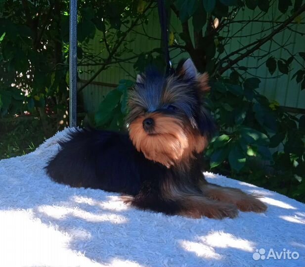 Очень красивый мальчик