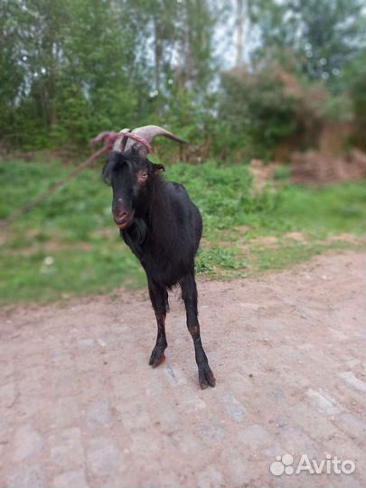 Козел ламанчо