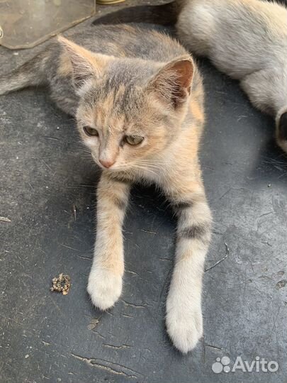 Европейская