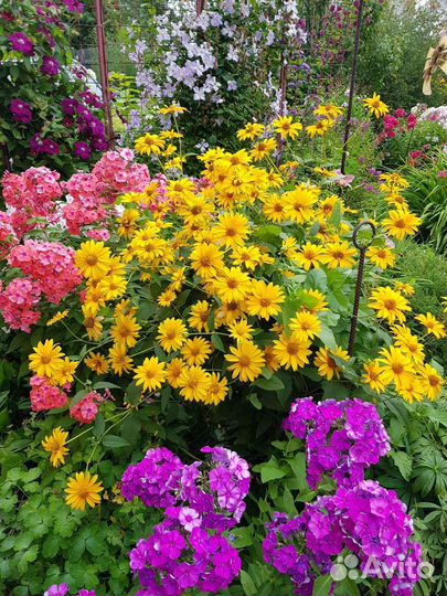 Гелиопсис многолетний