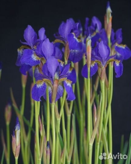 Ирис Сибирский 