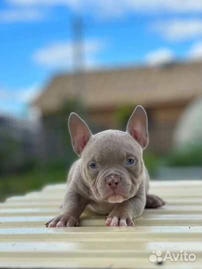 Щенки амбулли