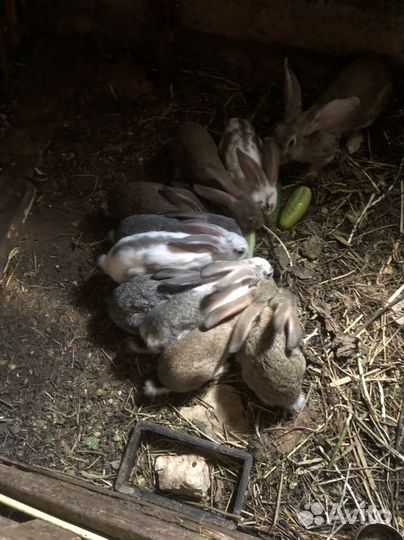 Продам кроликов