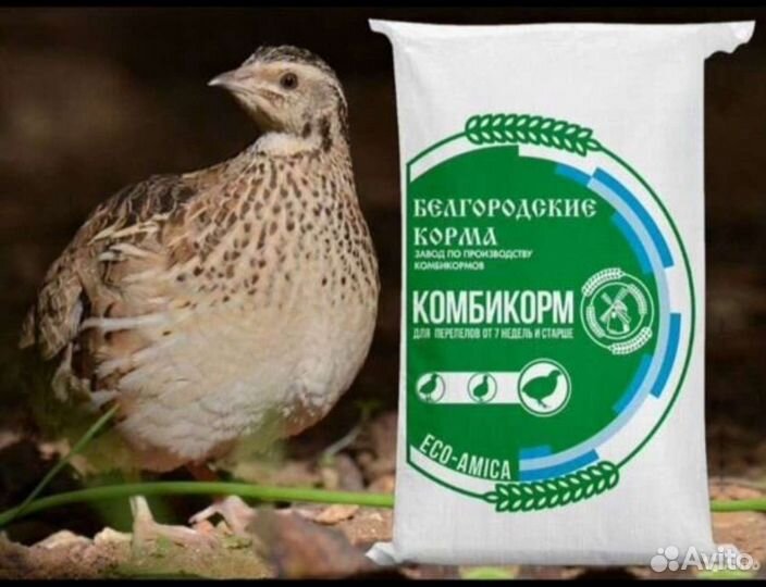 Комбикорм для перепелов белгородский завод