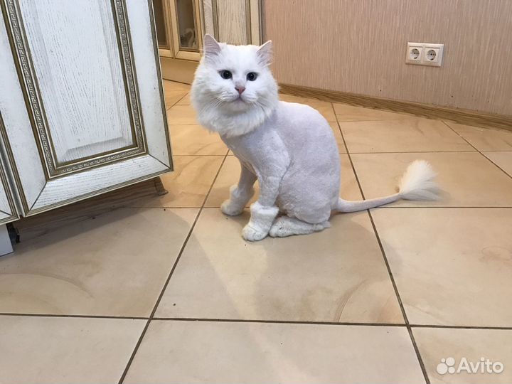 Груминг и УЗ чистка зубов (стрижка животных)