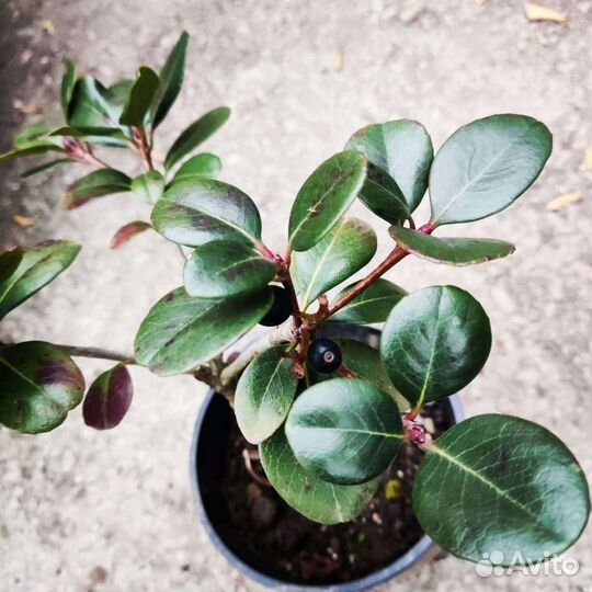 Иглочешуйник или рафиолепис