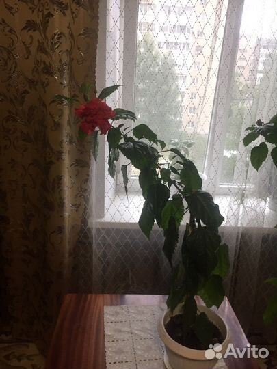 Гибискус китайская роза