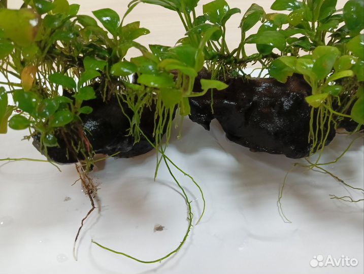 Коряга мангровая с прирощенными анубиасами