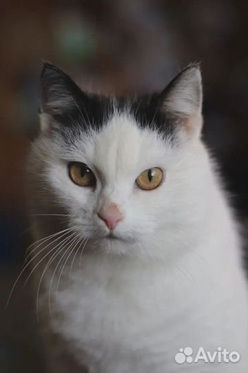 Кошка Ирви в поисках дома