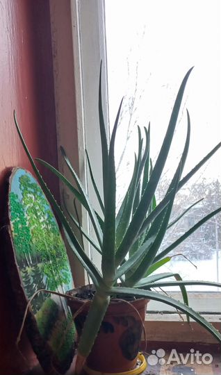 Алое вера растение