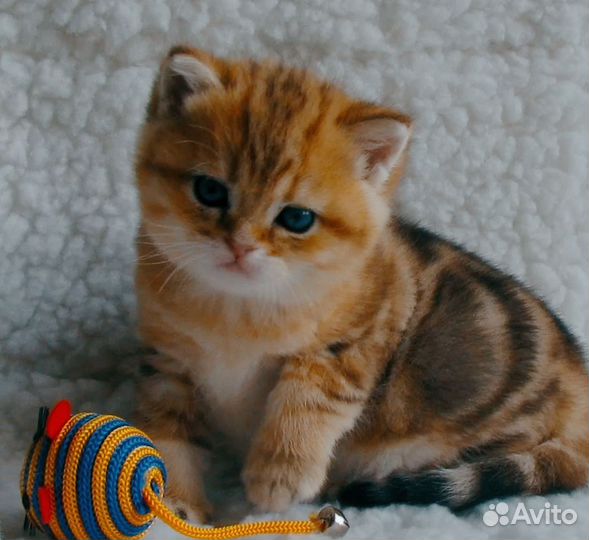 Шотландские котята